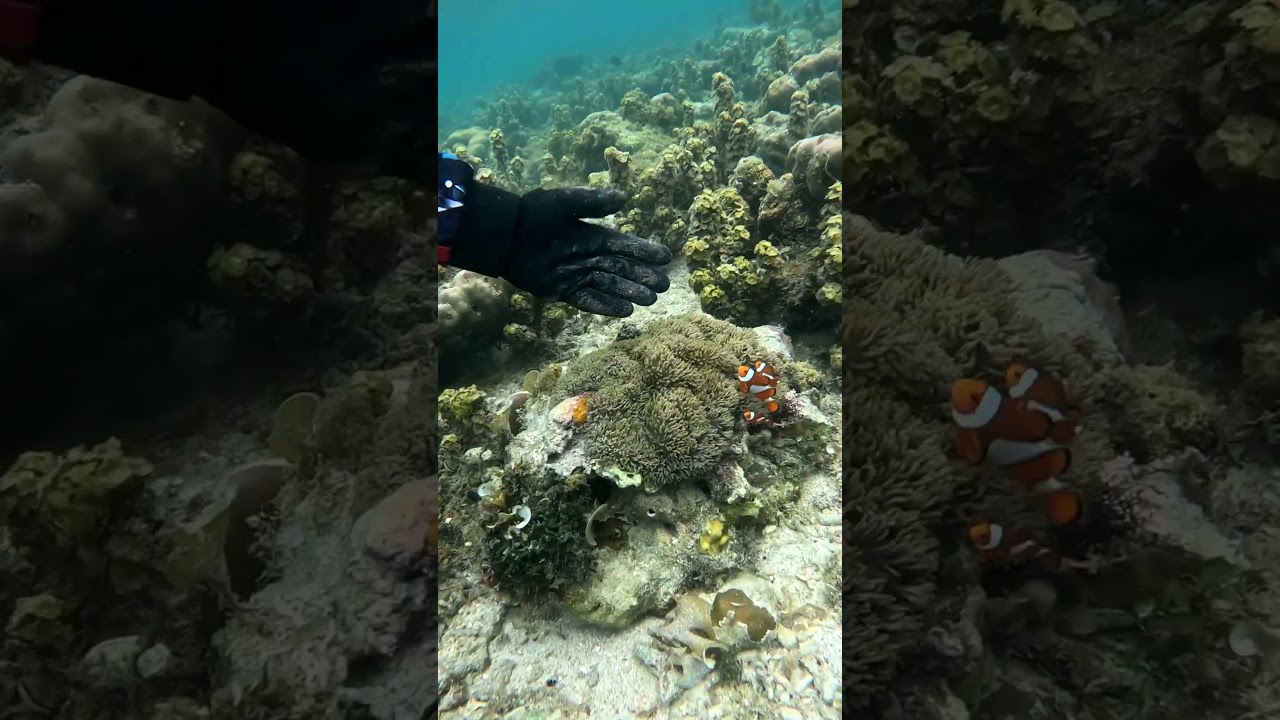 Wow what a beautiful clown fish. I found NEMO