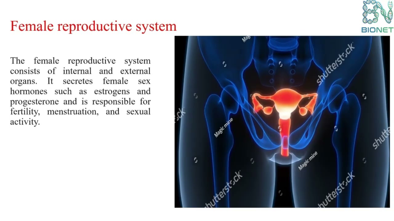 Разбор репродуктивной системы человека: мужская и женская анатомия.