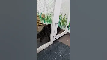 Как енот бегает по клетке