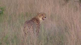 Cheetah Calling For His Lost Friend