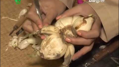 Kỹ thuật tỉa củ thủy tiên