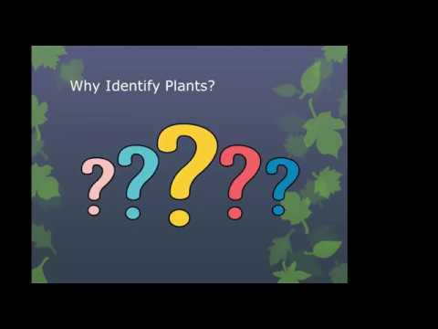 Identifying Native Plants