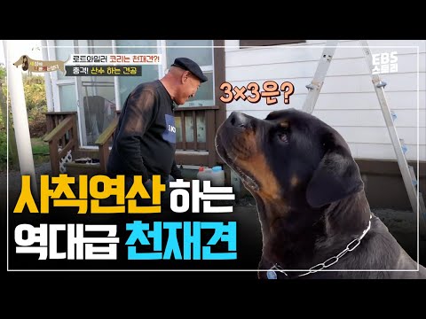 사칙연산까지 하는 천재견 <strong>코리</strong> 활약 모음✨ | 사람인가 싶은 척척박사 댕댕이 | 세상에 나쁜 개는 없다