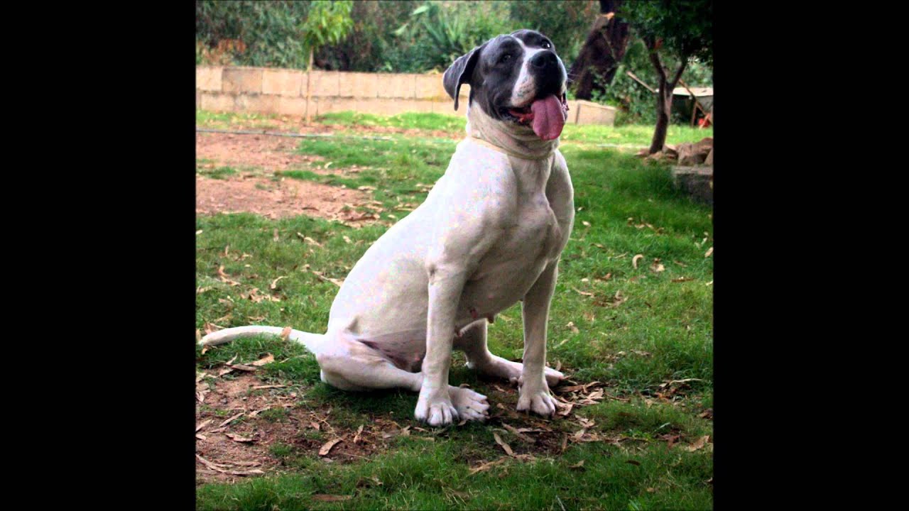 Cane da Presa Meridionale ( Ares X India )