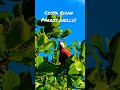 Beautiful Parrot in Costa Rica Eating a Tree.