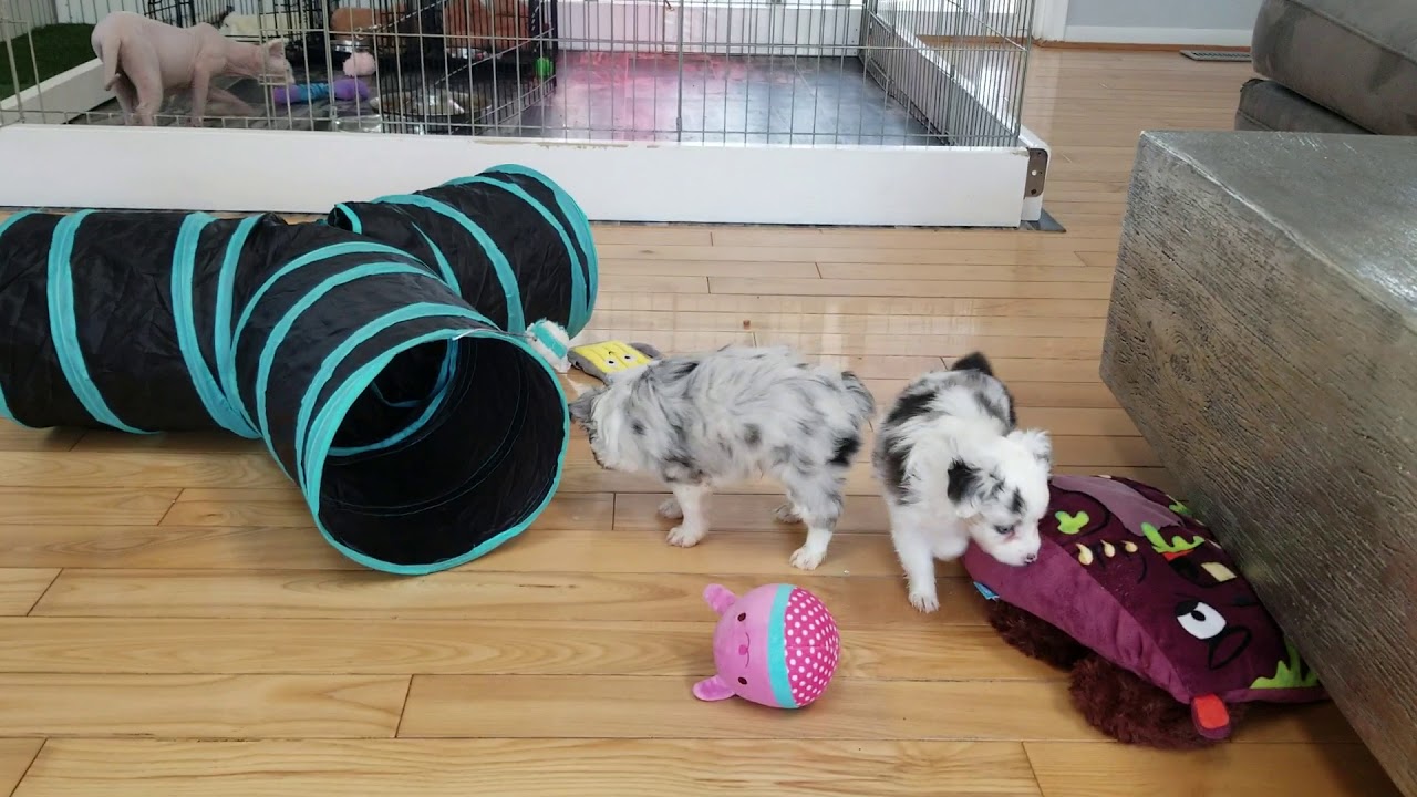 toy-aussie-puppies-at-5-and-a-half-weeks-old-youtube