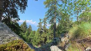 Italian Alps Forest Sounds 🌲 Birdsong at 1600m | Relaxing Nature Ambience for meditation & relax