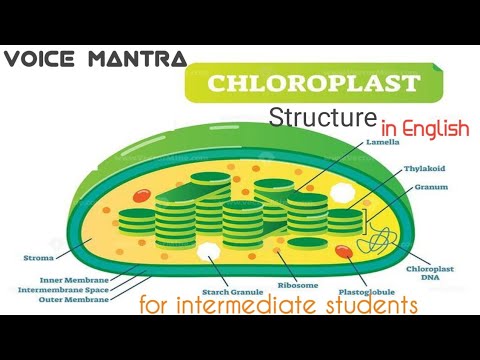 Chloroplast structure and functions || Biology|| cell Biology || Unit ...