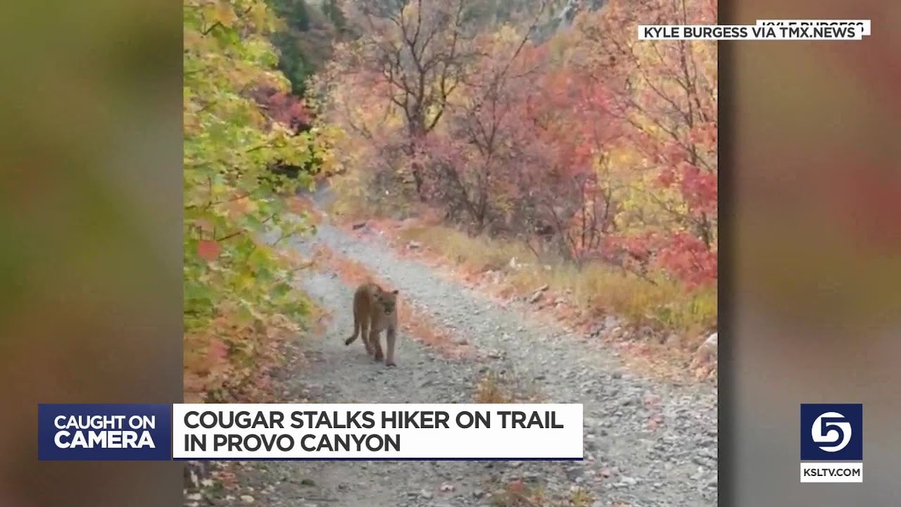 Watch: Mountain lion chases man after he stumbles on it during hike