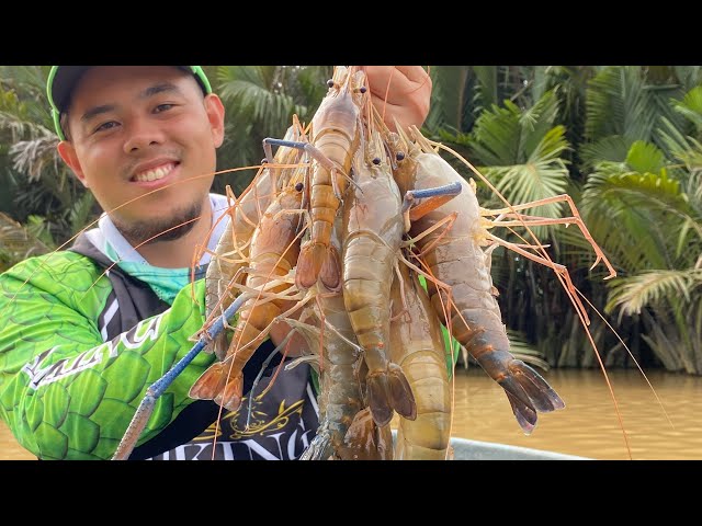 Mancing Udang Galah Di Sandakan class=