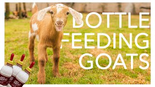 Benefits of Bottle Feeding Baby Goats by Goat Daddy's 5,835 views 1 year ago 9 minutes, 40 seconds