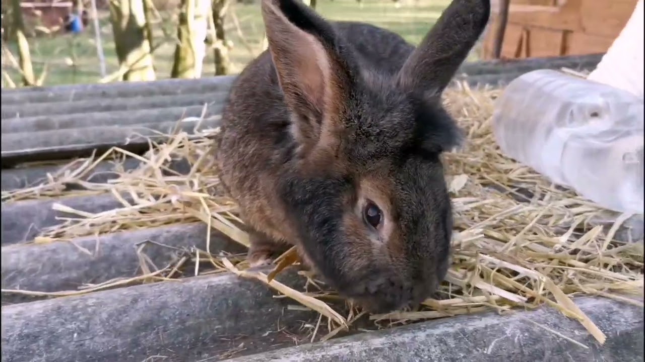 Kontrola mláďat a králíků 