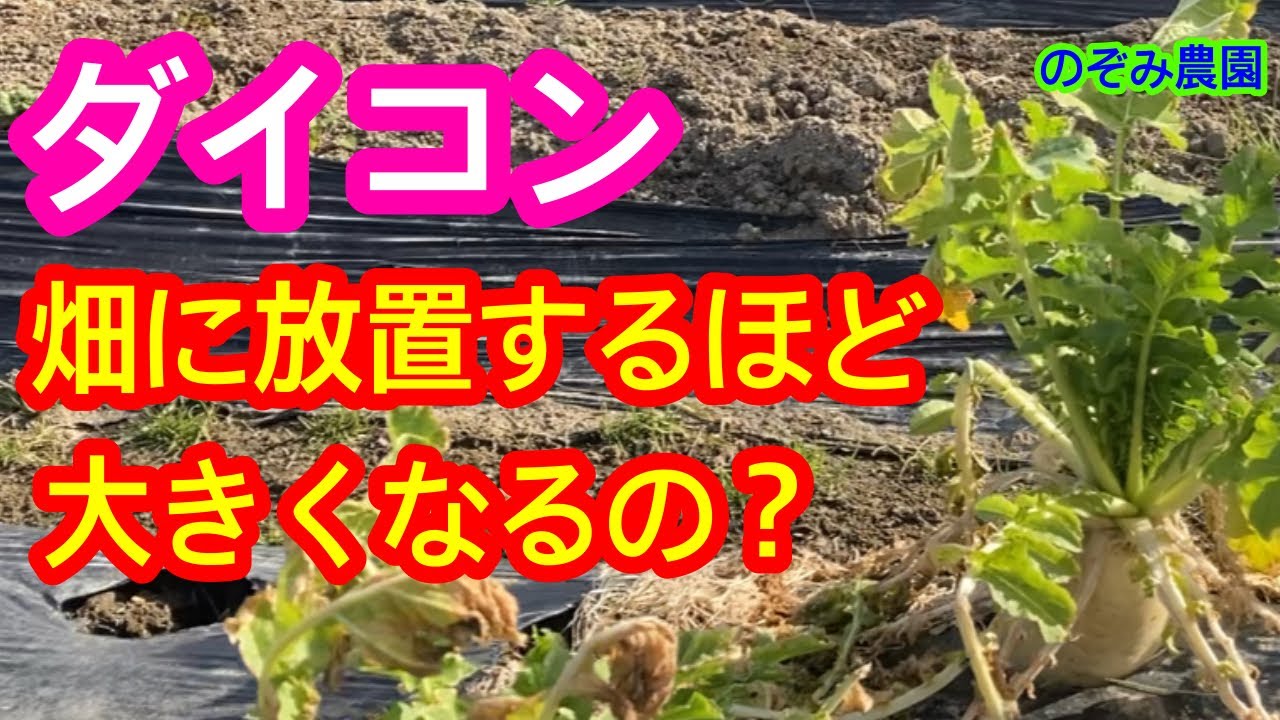 Radish] Will it grow if you leave it planted in the field? We'll