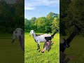 Hahahah #viral #viral #shorts #animals #fart