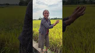 This is rice 🌾 and this is corn 🌽 corn corn 😂 | Super addictive funny trend #shorts #youtube