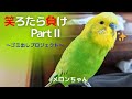 【笑ろたら負けpartⅡ】～ゴミ出しプロジェクト～おしゃべりインコメロンちゃん