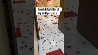 Roach infestation at my college #roaches #comedyvideo
