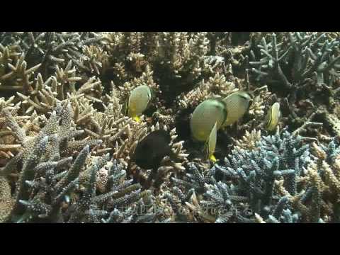 ミスジチョウチョウウオ Youtube ミスジチョウチョウウオ Youtube