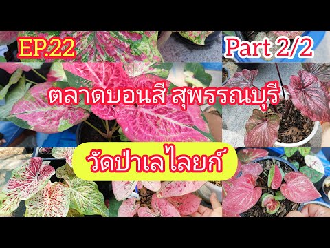 ผลสลากกินแบ่งรัฐบาล วันที่ 1 พย. 2567 ผลสลากกินแบ่งรัฐบาล วันที่ 1 พย. 2567