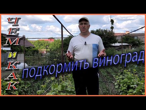 Как увеличить урожайность? Какие нужны удобрения для винограда?