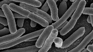 Proteobacteria | Wikipedia audio article
