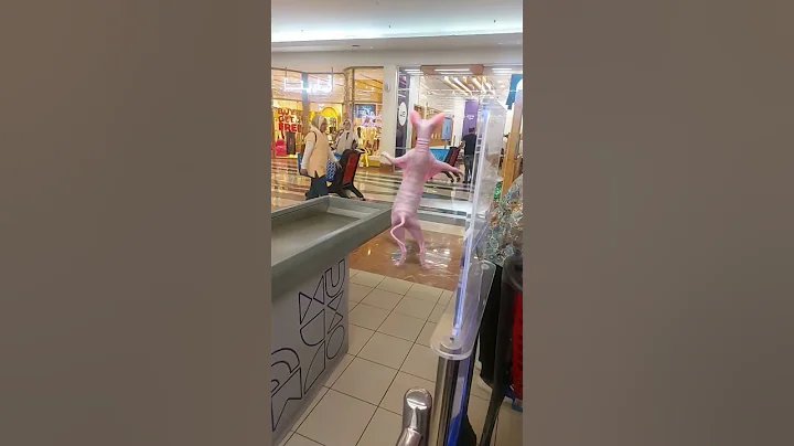 Video 11710391: sphynx cat loving kitten, sphynx kitten cute cat, sphynx cat funny kitten, cat dance love, enjoy cat dance, cat exploring