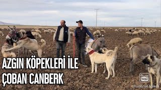 AZGIN KÖPEKLERİ ile GENÇ ÇOBAN CANBERK