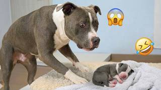 You Will Laugh Harder Than You Expect 🤣 FUNNIEST DOGS Video 2026 #158