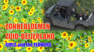 Groot Zonnebloem veld in Zuid-Beijerland Hoeksche Waard