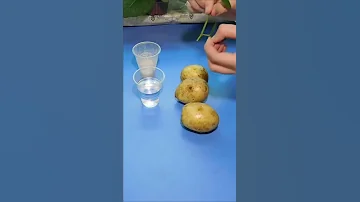 Размножение роз в картошке 🌹