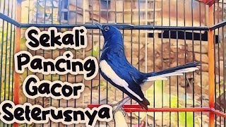 PANCINGAN KACER GACOR SIAP TARUNG BUKA EKOR, SEKALI DENGAR KACER APAPUN LANGSUNG EMOSI GACOR ON PLAY