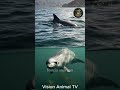 Vaquita: el animal que parece de otro mundo