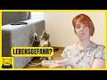 Katze knabbert an Kabeln: Die 7 versteckten Gefahren in deiner Wohnung