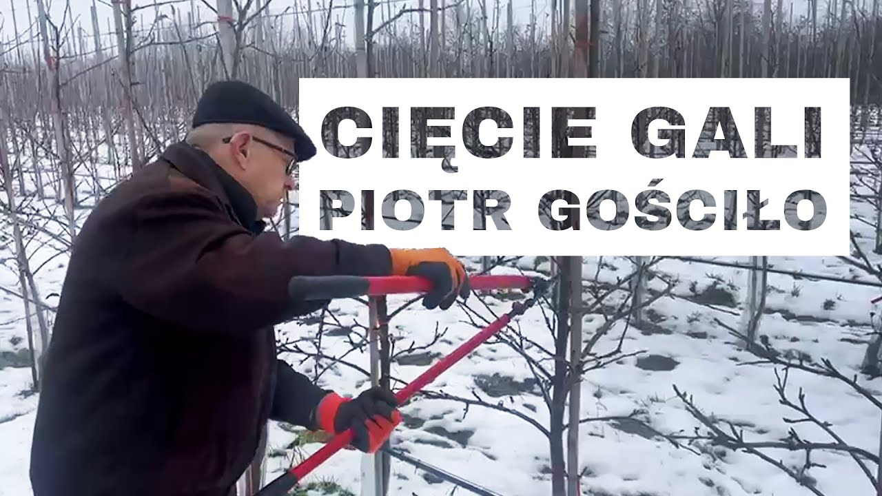 Cięcie zimowe w odmianie Gala Brookfield - Komunikat Sadowniczy Piotr Gościło