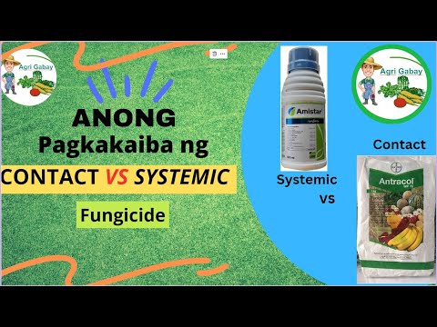 Video: Ano Ang Isang Protectant Fungicide – Mga Pagkakaiba sa Pagitan ng Protectant at Eradicant Fungicide