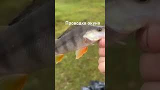 #рекомендации #рыбалкавидео #топпроводка#окуньнамормышку