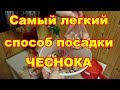 Простой способ посадки чеснока без укрытия под зиму