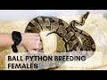 My Breeding Ball Python Females Update!