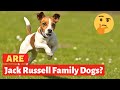 Are Jack Russell good family dogs? Should you pet this breed of dogs?