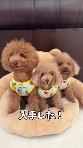 ガッカリする犬　#トイプードル