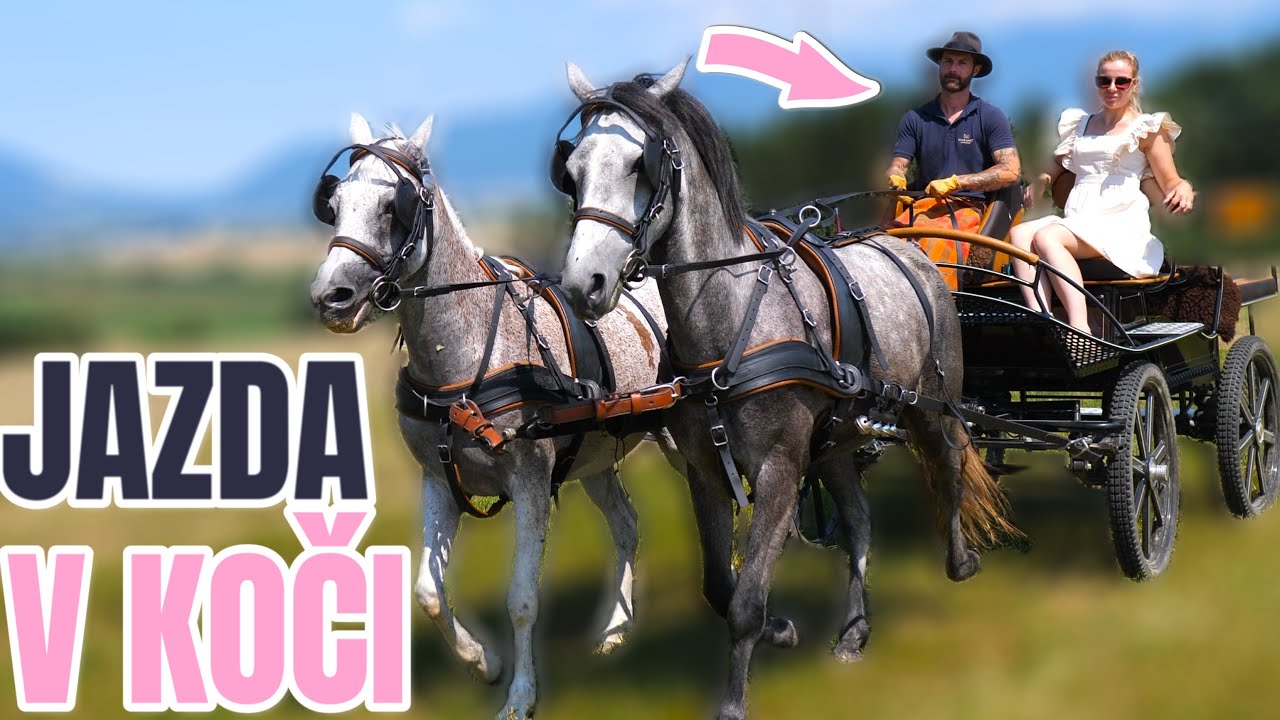 Ako sa ovláda koč 👑 welsh pony 🐴vozatajstvo | jazdenie - jízda na koni | videa o koňoch - koních