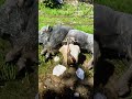 Simulate stunning survival skills #shorts #viralvideo #rdr2 #RDR2 #reddeadredemption #arthurmorgan