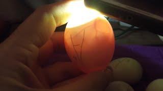 Инкубатор из коробки/10- ый день инкубации/Проверка яиц на наличие зародышей внутри/ Овоскопирование