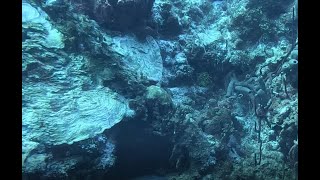 Cayman Brac - Coral Anchors Pt 1 - Two OLD ANCHORS and a BAR JACK?