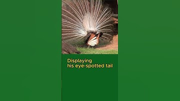 Thumbnail of Travel - Peacock Displaying His Eye Spotted Tail - Bird Life #Shorts #RelaxFun