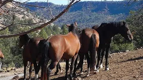 Formerly a BLM wild horse, this gelding regained his freedom