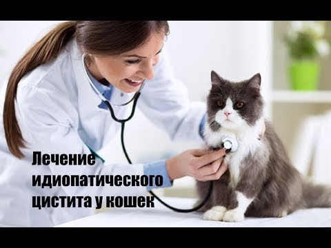 Как лечить цистит у кота в домашних условиях форум отзывы