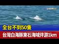 全台不到50隻 台灣白海豚東石海域伴游1km