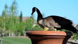 Momma Goose and Jumping Babies