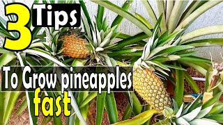 Top 3 Tips for growing PINEAPPLES super FAST from the top/crown